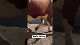 Cholistani cross cow in Pakistan