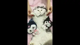 ASMR Cat Spa No Talking   Intense Ear Cleaning, Face Massage & Paw Wash Triggers 4K（E26）