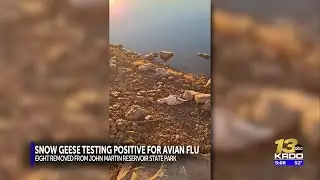 Eight dead snow geese removed from south shore beach of John Martin Reservoir