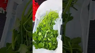 Amazing tip: how to store coriander leaves for long time in fridge #shorts #youtubeshorts
