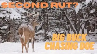 Second Rut - Big Buck Chasing Doe