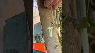 Best grafting skills #satisfying #trending ##grafting #shorts