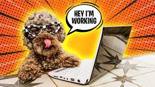 Why Are Poodles So Smart?