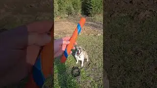 Chuck It ultra fetch stick review