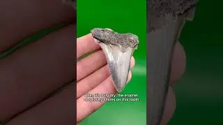 This is how different fossilized shark teeth look after they dry!