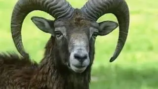 STOP CANNED HUNTING