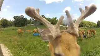 Episode 3 July 4, 2018 Oak Creek Bone Cam