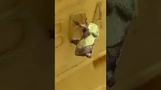 #shorts green moth