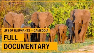 Life of Elephants in Cambodia&rsquo;s Jungle &mdash; Peaceful & Free