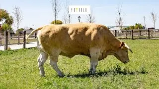 El Buey más grande del mundo: POTXOLO