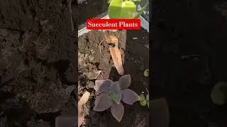 🌱Succulent Plants Best Plants🌱🪴🌿#trendingshorts #ytshorts #succulent #viralshorts