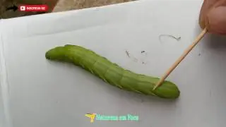 Lagarta verde enorme