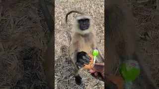 Hanuman Langur Cute Moment | Bandar Ne Li Sweet Treat 🍭 | Wildlife Short Video