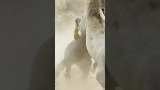:donkeys fight for dominance| wild animal power struggle #shorts #viral #nature