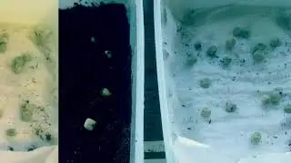 Timelapse zaadjes opgroeien