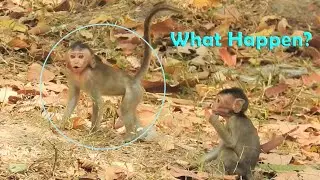 What happen poor baby Dustin screaming?|Funny baby monkey playing & train fighting