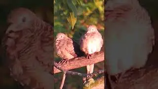 A pair of doves live near my house 💕#shorts #birds #Animal