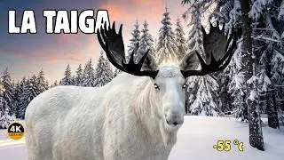 LA TAIGA: Habitantes SALVAJES  De Un Bosque Helado Donde La Vida RESISTE Al Limíte | MEGA-EPISODIO