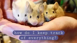 My Breeder Tracking System: How I keep track of litters and important information