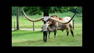 OMG 😱|hige Bull in the world|most popular Bull 🐂