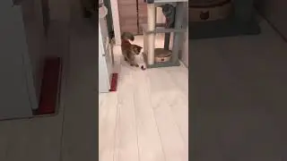 #ソマリ #ボール遊び #多頭飼い猫