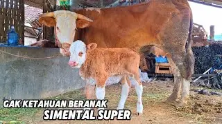 BABON JUMBO BERANAK SIMENTAL SUPER GAK KETAHUAN UMUR 1 HARI❗️