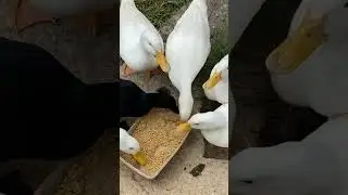 3 things I do every morning to take care of my ducks!!! #shorts