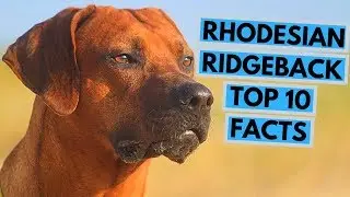 Rhodesian Ridgeback - TOP 10 Interesting Facts