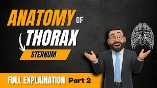 2- Sternum (Manubrium)| Articulations, Ossification & Clinical Anatomy | Thorax