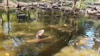 Wild monkeys enjoying in pool 