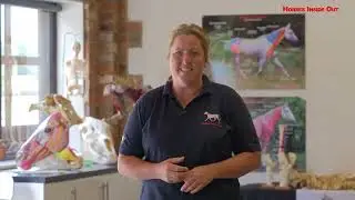 Horses Inside Out: Assessing Posture and Movement 2 day CPD Course 25th and 25th May 2023