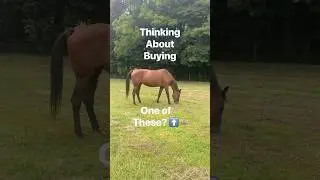 Watch This Before You Buy a Horse