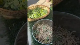 Ep-27,Organic Garden Series-2025,KasooriMethi 🌱 #ytshortsindia #getmyharvest #plants #terracegarden