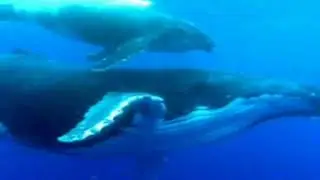 Blue whale game (abou games Hindi)