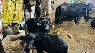 Up NOIDA | NO.1 बुल शेरा फौजी का MALE FEMALE का शानदार जोड़ा 