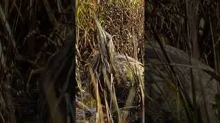 Aquatic Ambush: Do You Know How American Bitterns Are Such Successful Hunters?
