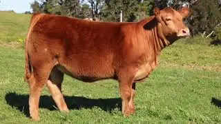 NLBS 2020   LOT 39   Amber Park Quella Prize