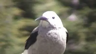 Clark's Nutcracker at Lightning Lakes