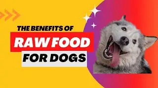 The Benefits Of Raw Food For Dogs - Raw Dog Food For Beginners - Raw Food Diet For Dogs