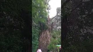 #EUREKA @Baler Aurora   oldest Balete tree