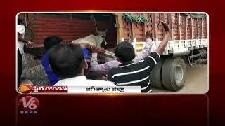 Ambali Camp In Nirmal Dist | Korutla Police Caught Cattles | Telangana State Roundup | V6 News
