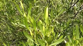 Uses of the Hopbush Plant