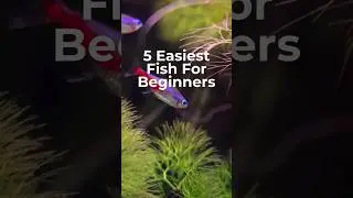 5 EASIEST FISH FOR BEGINNERS (PART 2)
