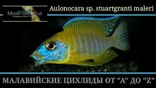 Aulonocara sp. stuartgranti  maleri. Энциклопедия малавийских цихлид от 