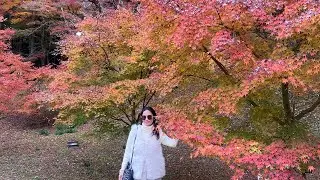 Hello autumn colors 🍂 Kourankei   moments 🇯🇵🍁 #Kourankei #ToyotaCity #AutumnInJapan #JapanLife