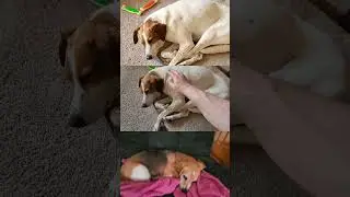 Pups