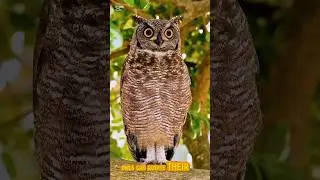 Excellency of God's creation displayed in owls. #creation #evolution #viral