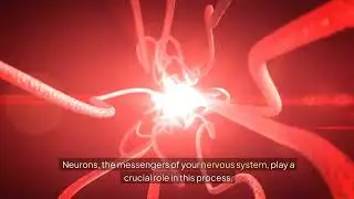 How do nerves work