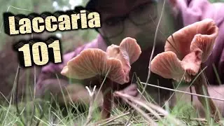 LACCARIA - The most underrated wild mushroom?