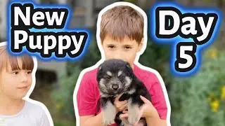 New Puppy Day 5 | Violet & Dean&rsquo;s Fifth Day with New Puppy Dashi! | More Adorable Puppy Adventures